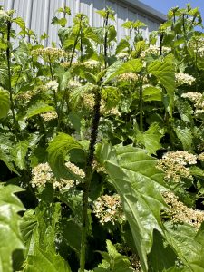 Viburnum plant with aphids and cupped leaves