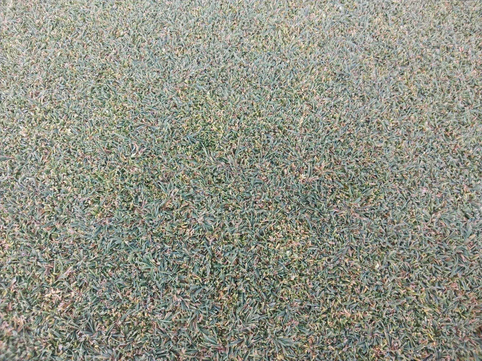 Courtesy of Robert Thompson, Saukie Golf Course, Rock Island, IL. Thompson uses Cutless and PGR 113 on his greens. Thompson uses Cutless and PGR 113 on his greens.