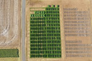 PRG Seed Yield Trials at PST West