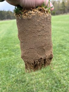 8-Month-Old 365ss Kentucky Bluegrass Sod Plug in NJ