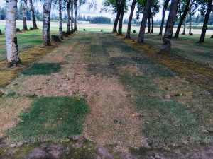 PST West Shade Trial