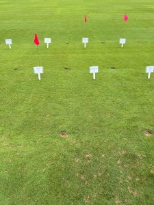 Predator Creeping Bentgrass