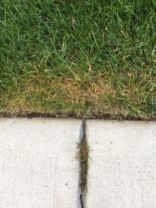 Four Fungal Lawn Diseases - Advanced Turf Solutions