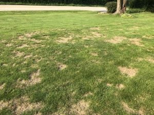 Summer Patch Fungus