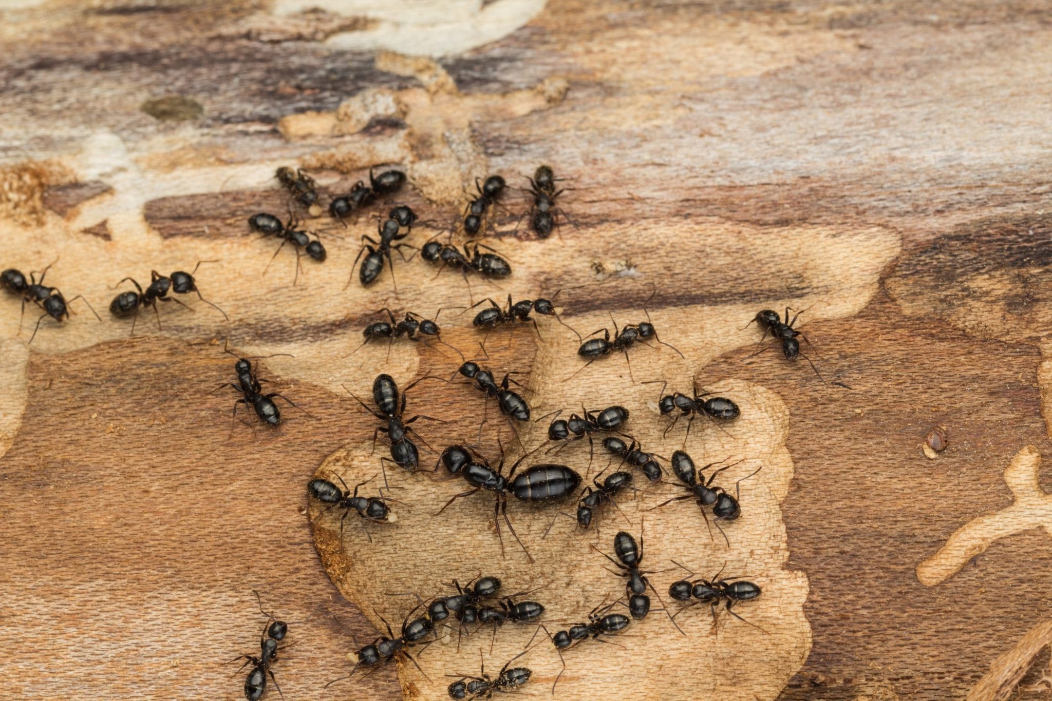 close-up of black carpenter ants