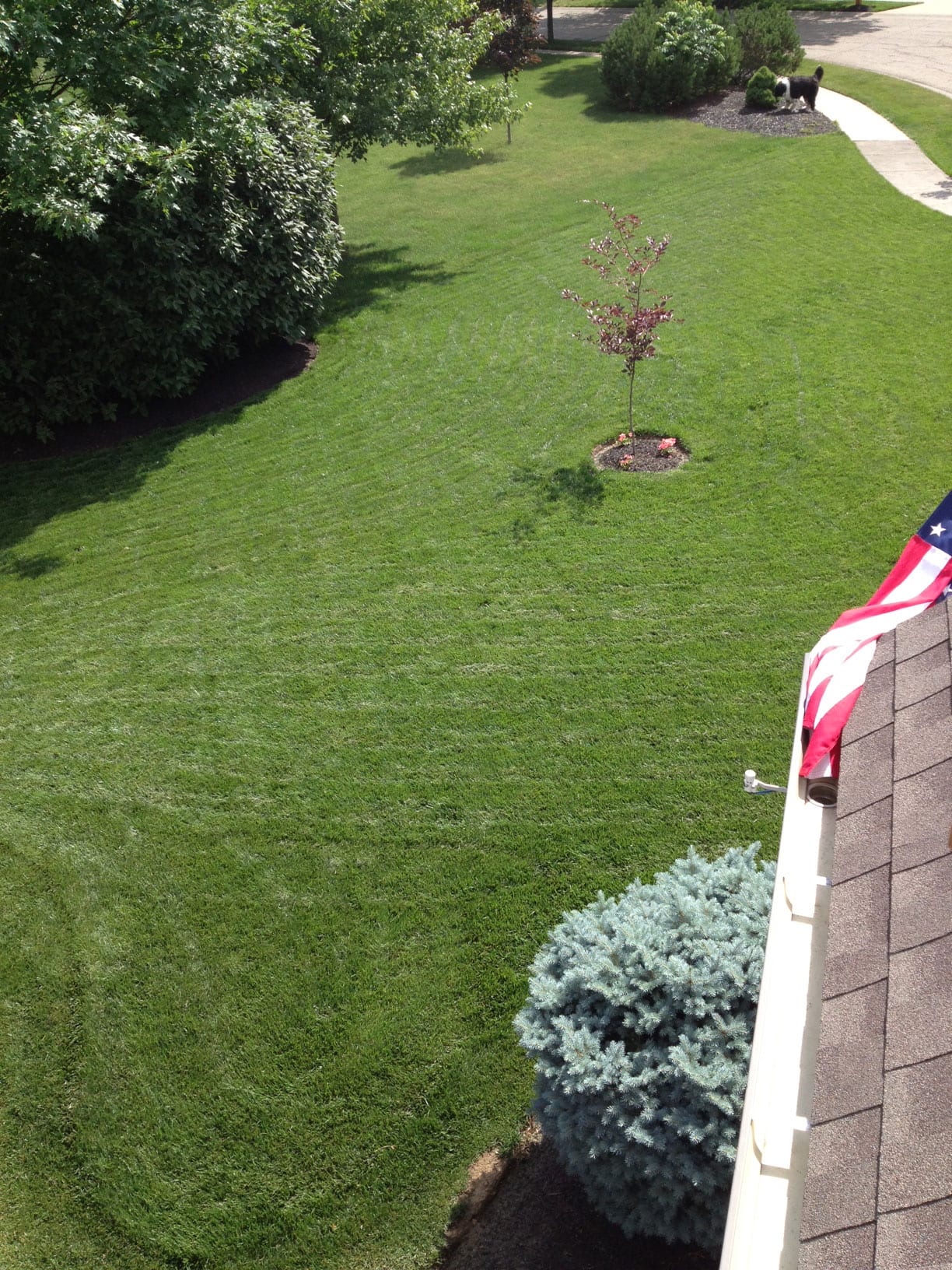 lawn thick and dark green