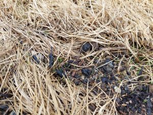 grass blades poking through the ground