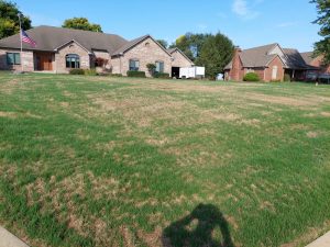 mostly green lawn with some brown