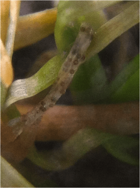 Acervuli on leaf