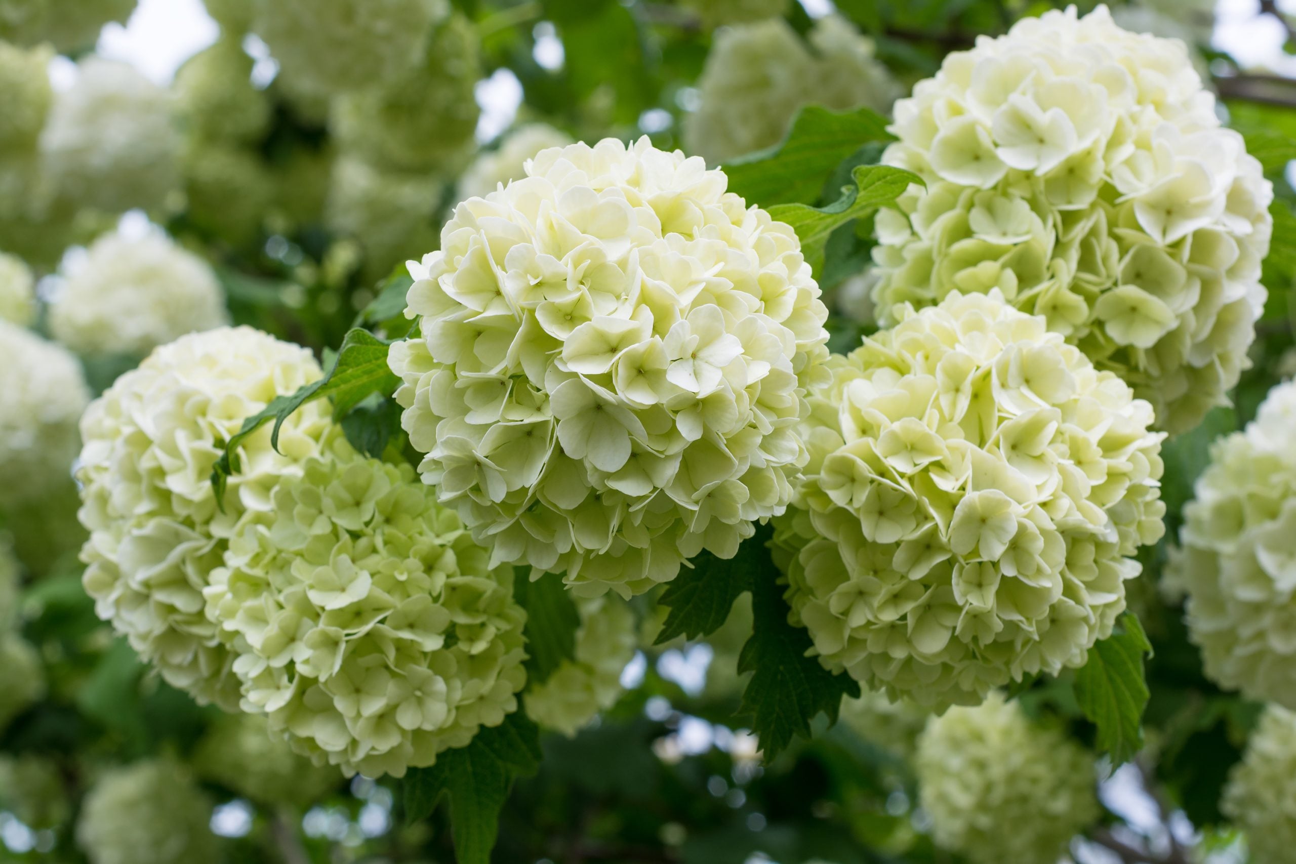 White flowers of viburnum snow ball in spring garden.