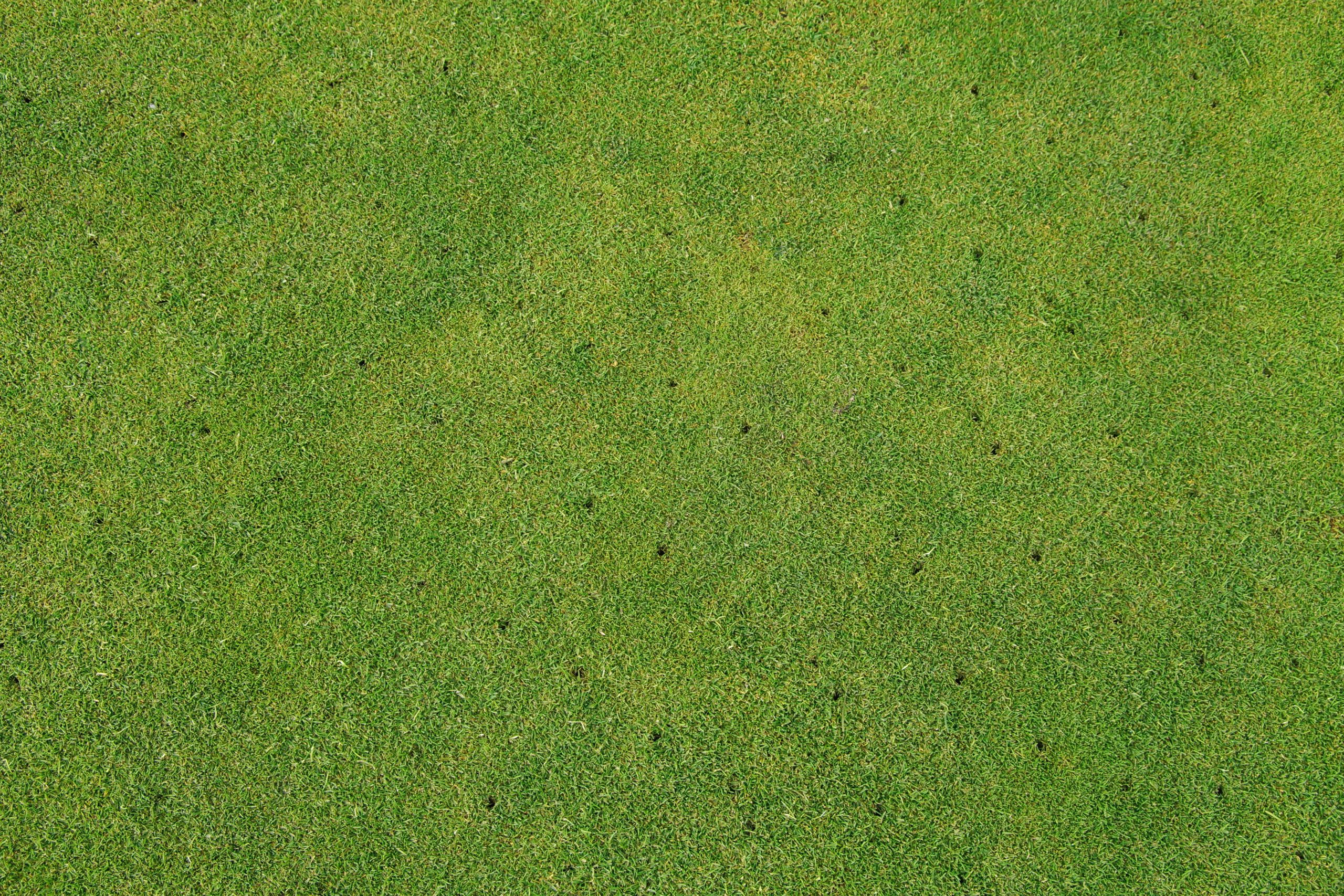 Aerated putting green on golf course - maintenance background