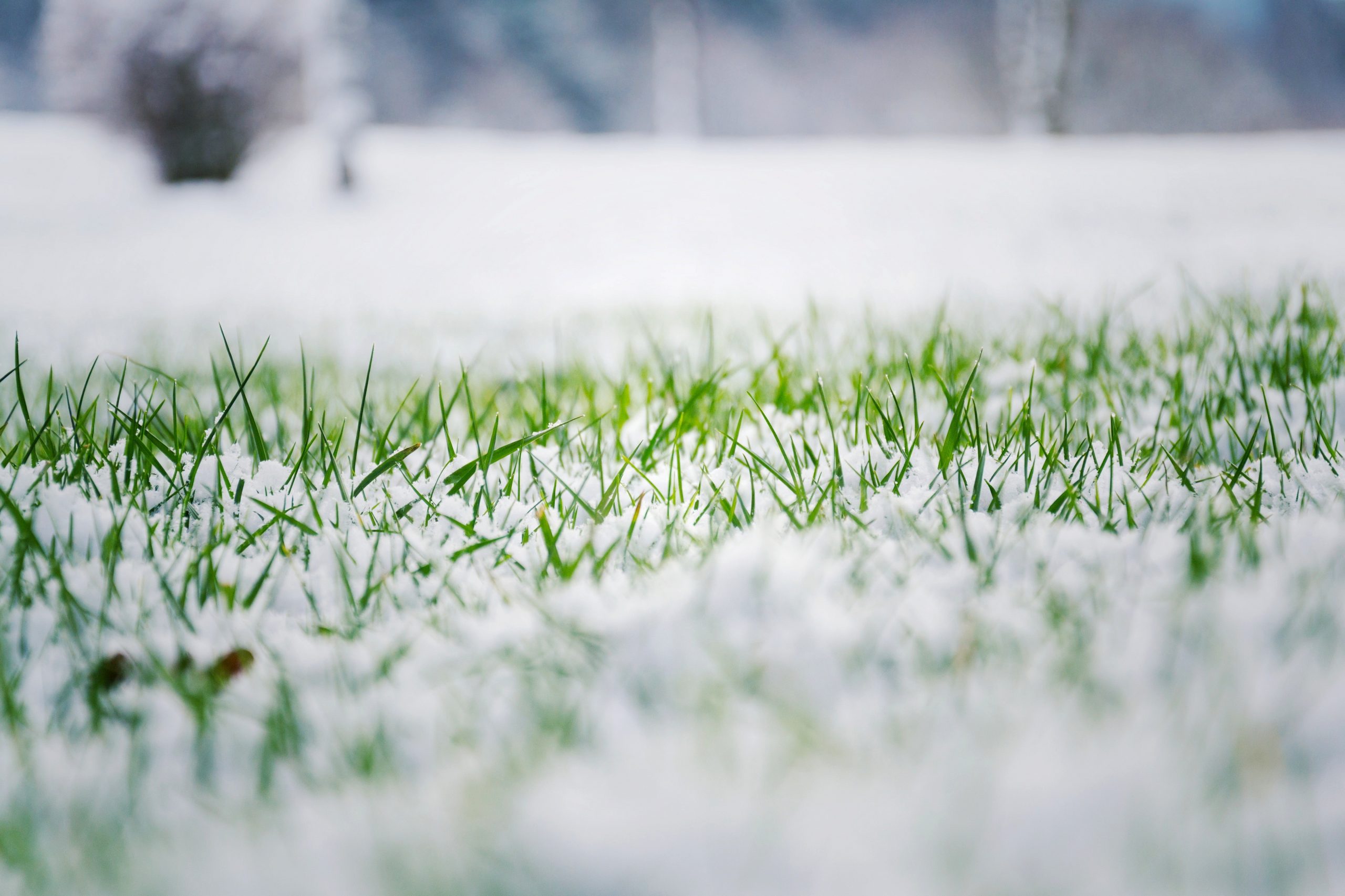 Green grass in snow, bush in background, Hello spring concept