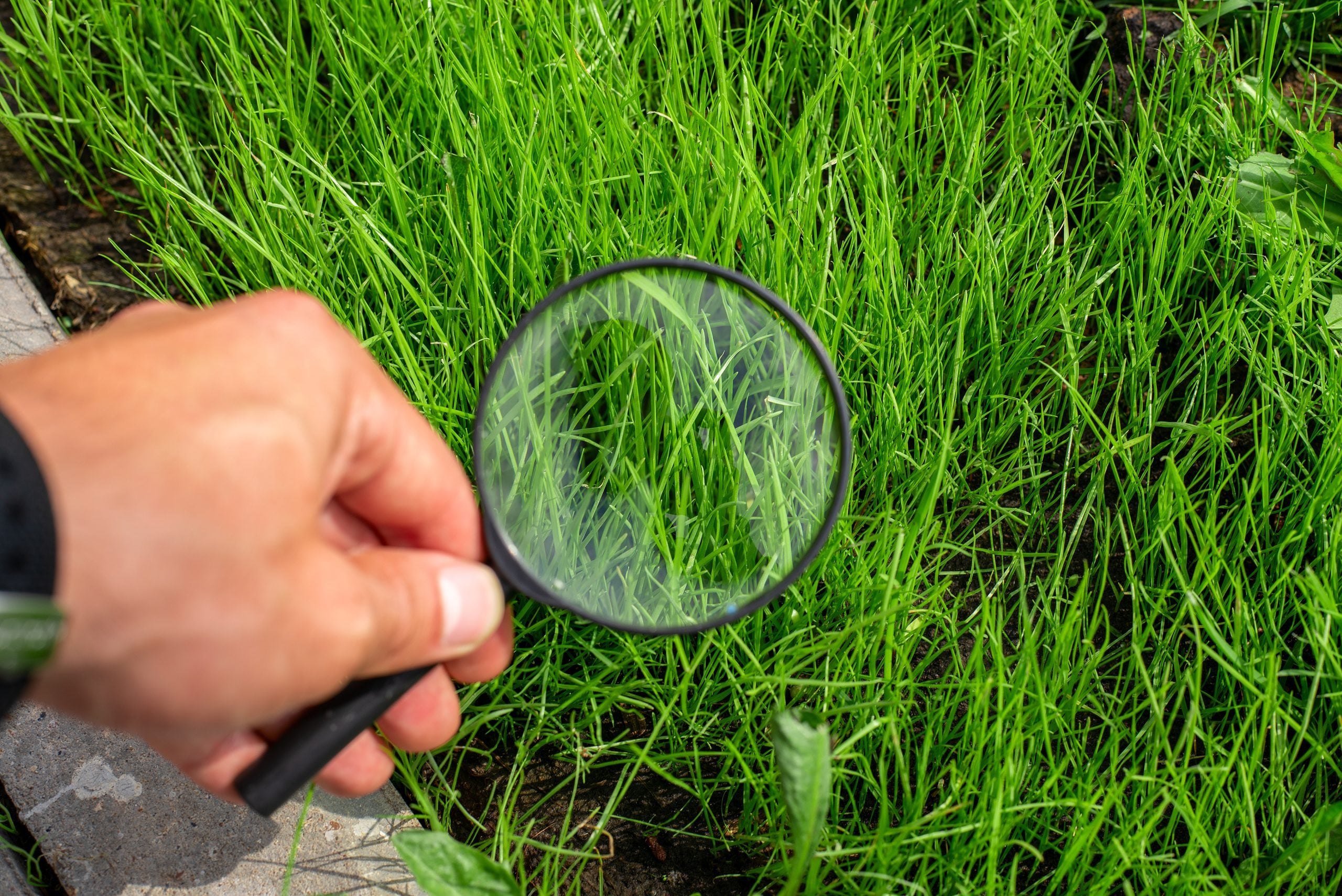 Studying of a green grass through magnifying glass in a male hand, ecology, botany