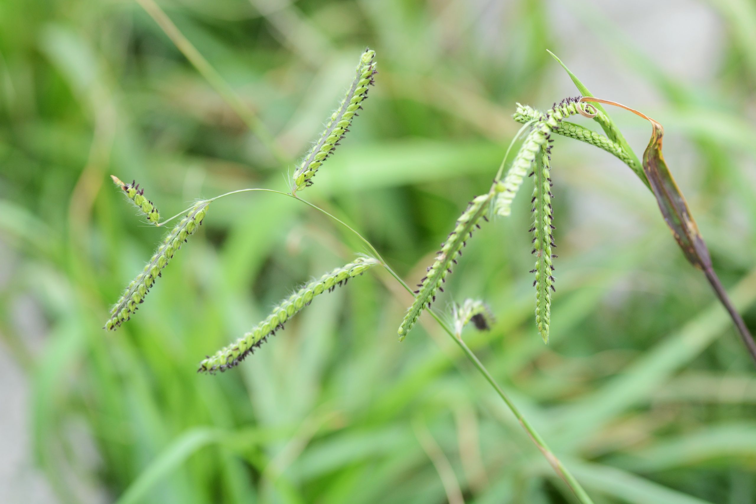 Dallisgrass seedheads