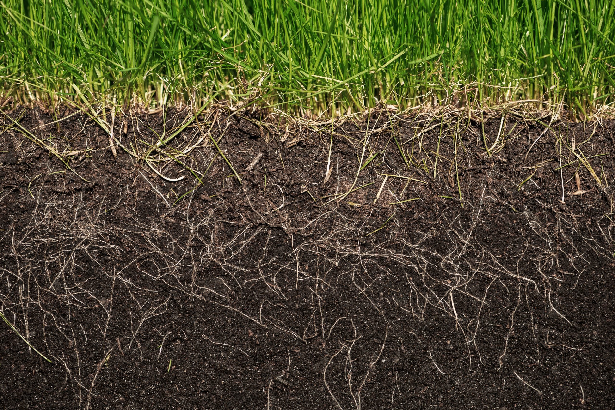 grass with roots and soil cross section