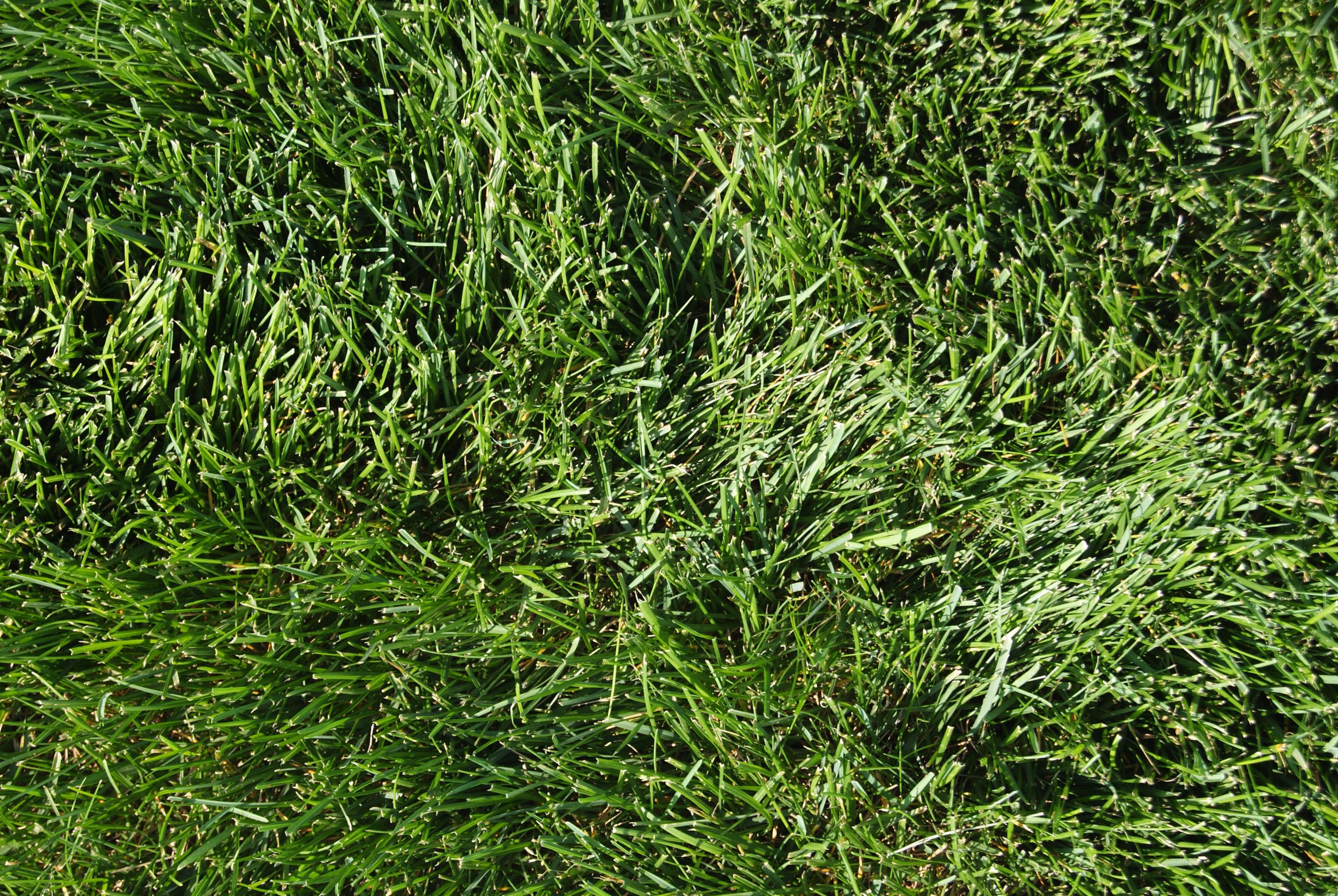 Kentucky Bluegrass Lawn Grass Digital Landscape Photography