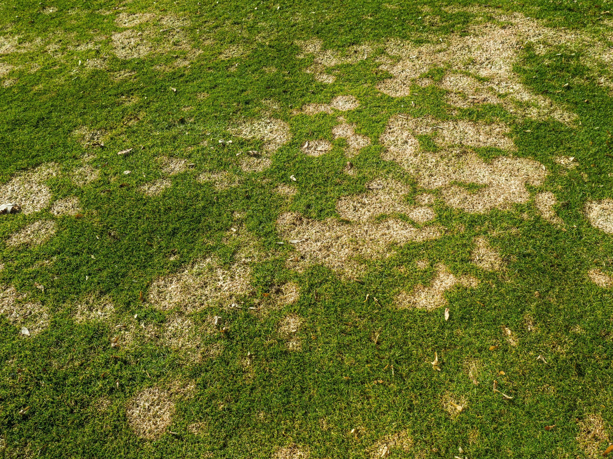 turfgrass with disease