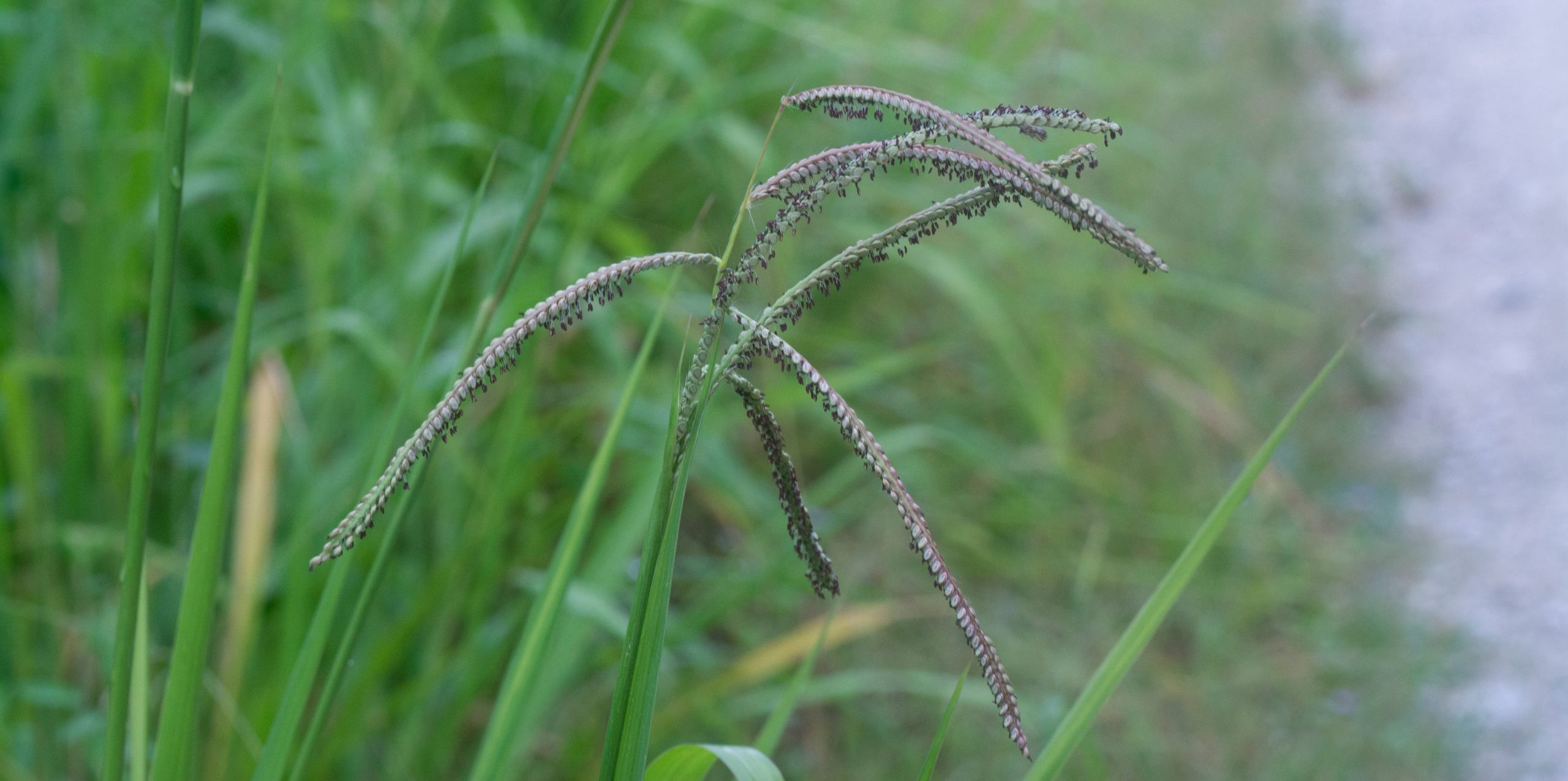 the paspalum dilatatum flora