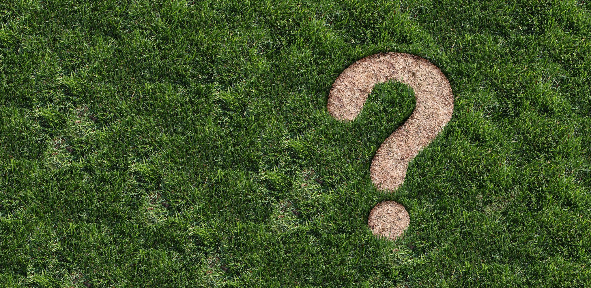Birdseye view of a patch of grass containing a brown spot in the shape of a question mark