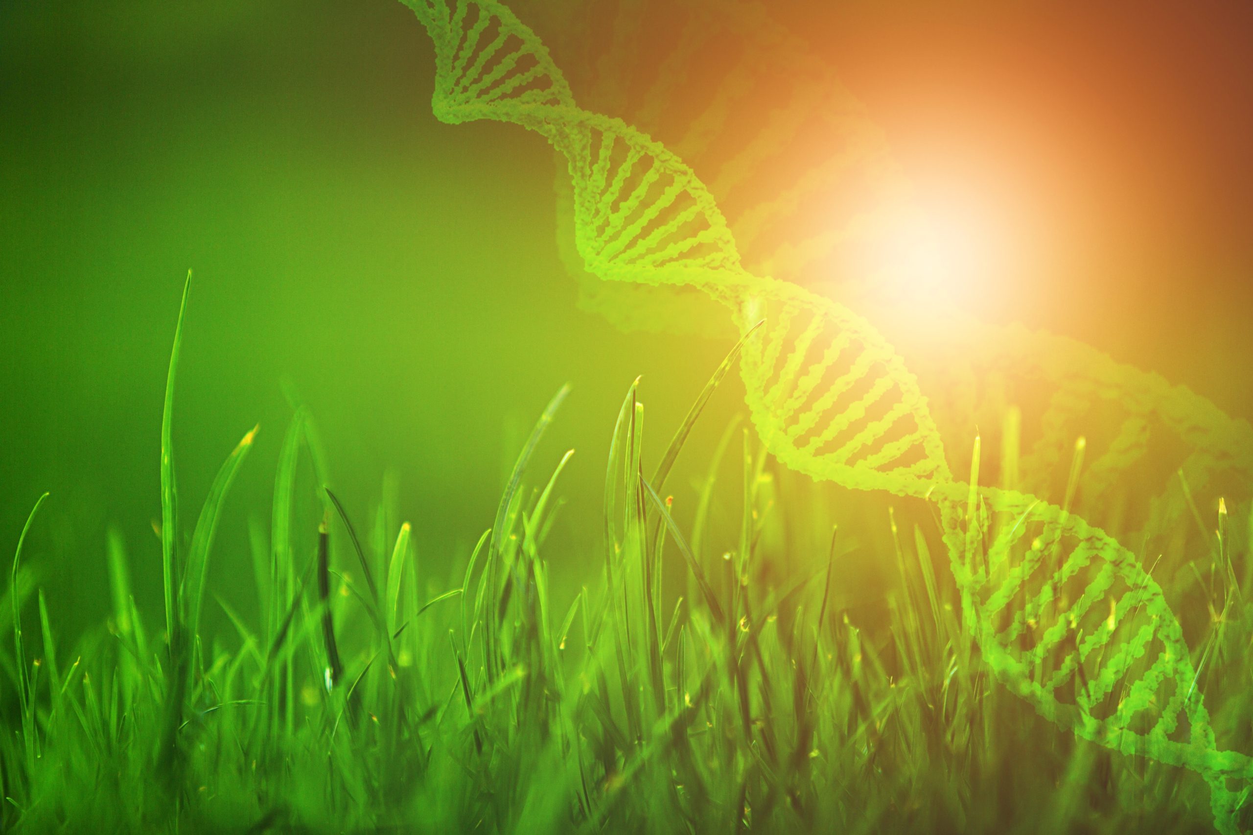 herbicide resistance