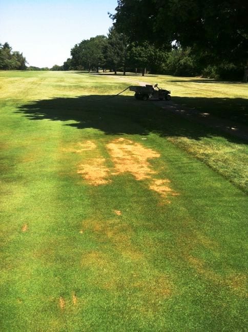 before of grass before product