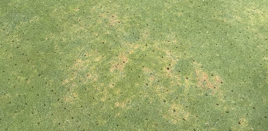 close up of Anthracnose