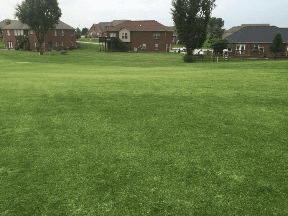 landscape view of lawn