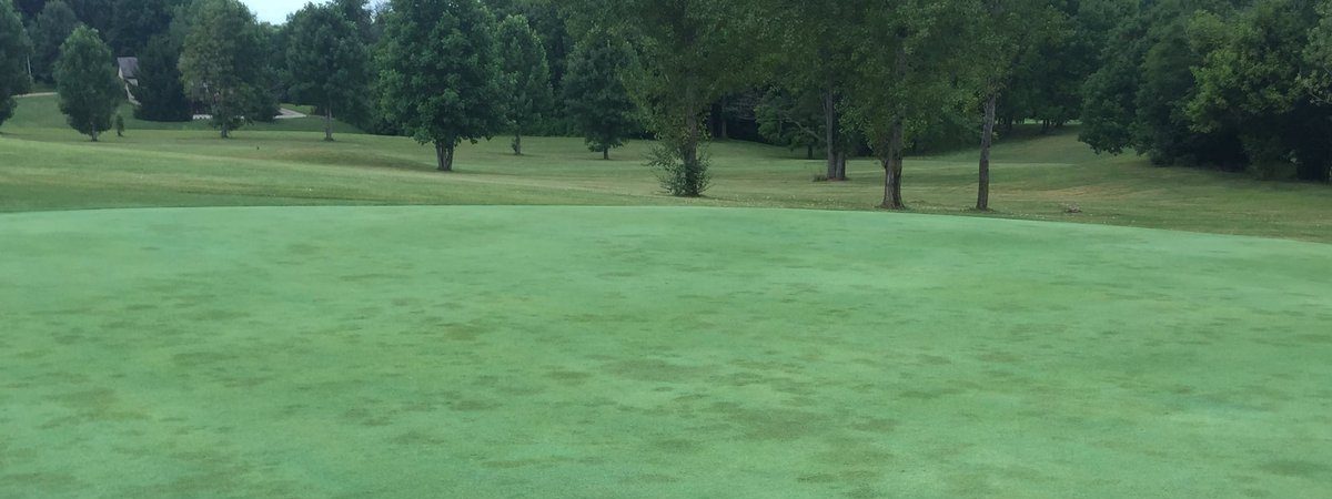 brown patch on putting greens