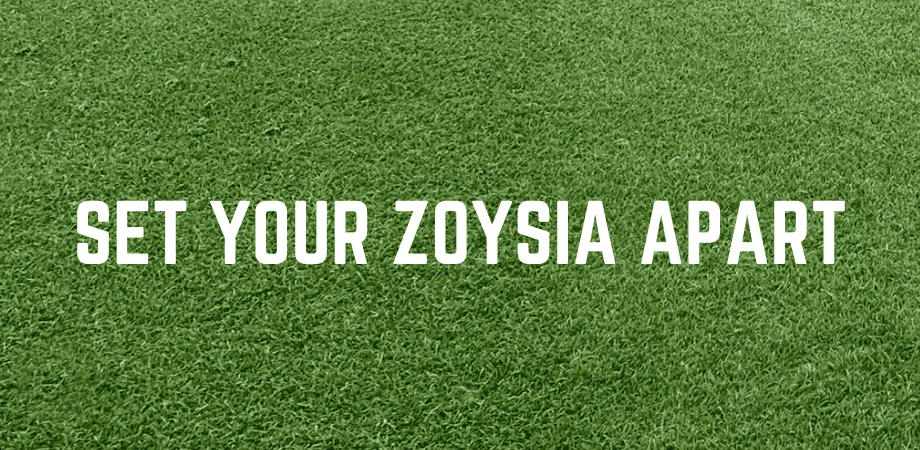 Zoysia