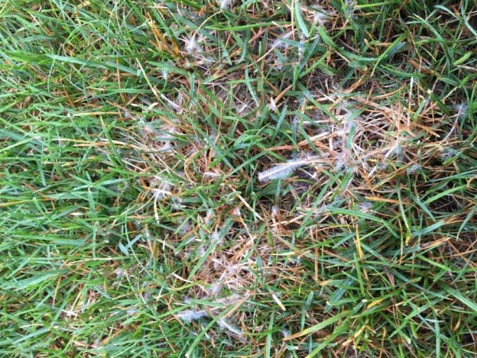 Dollar Spot Mycellium