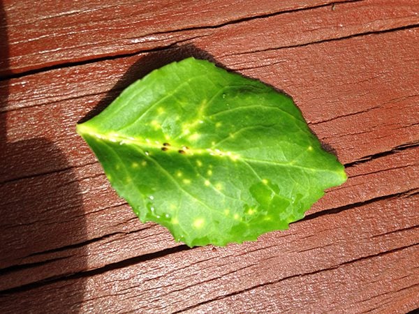 close up of a leaf