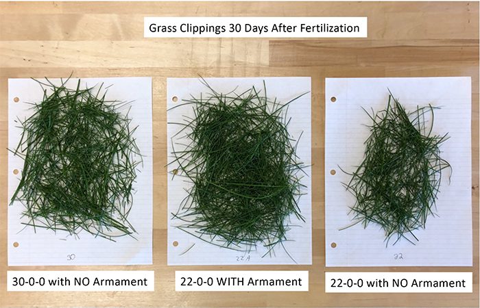 three different types of grasses