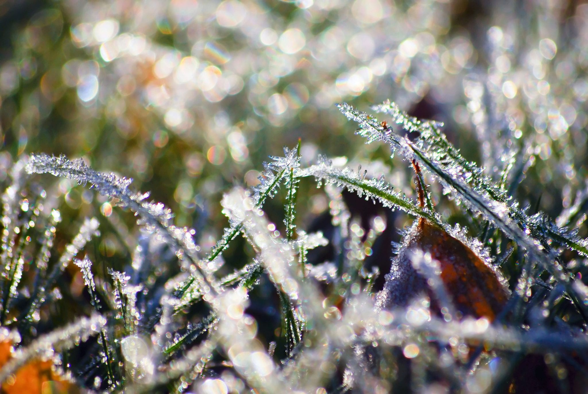 Frosty Grass