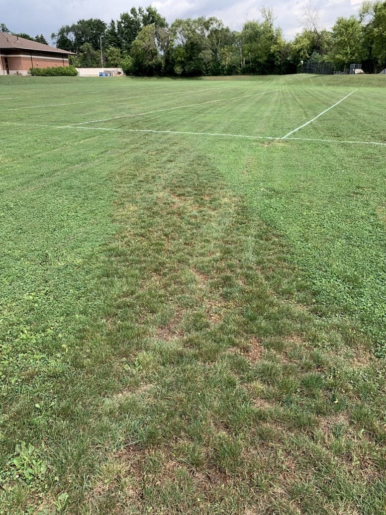 close-up of lawn