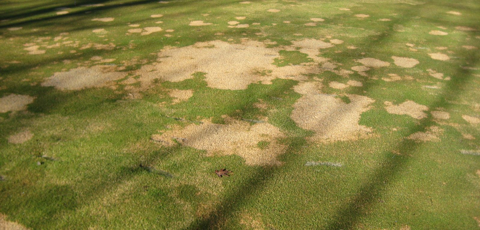 spots of gray snow mold on grass