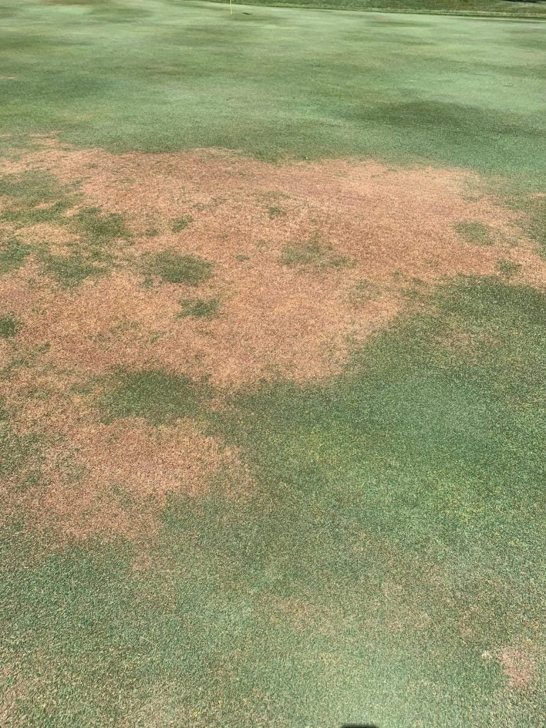 snow mold on grass