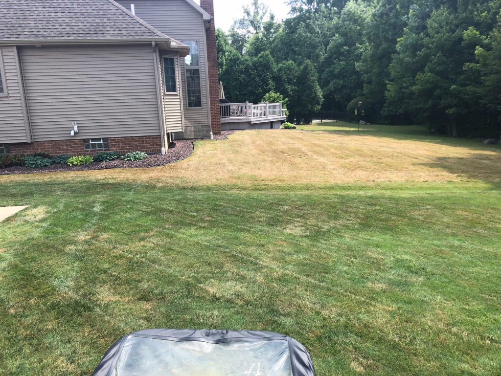 close-up of anyworm outbreak in back yard