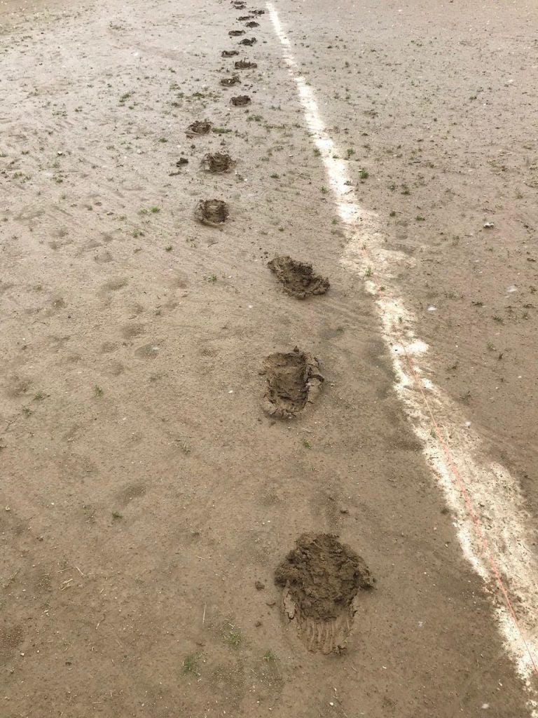 tracks in the dirt