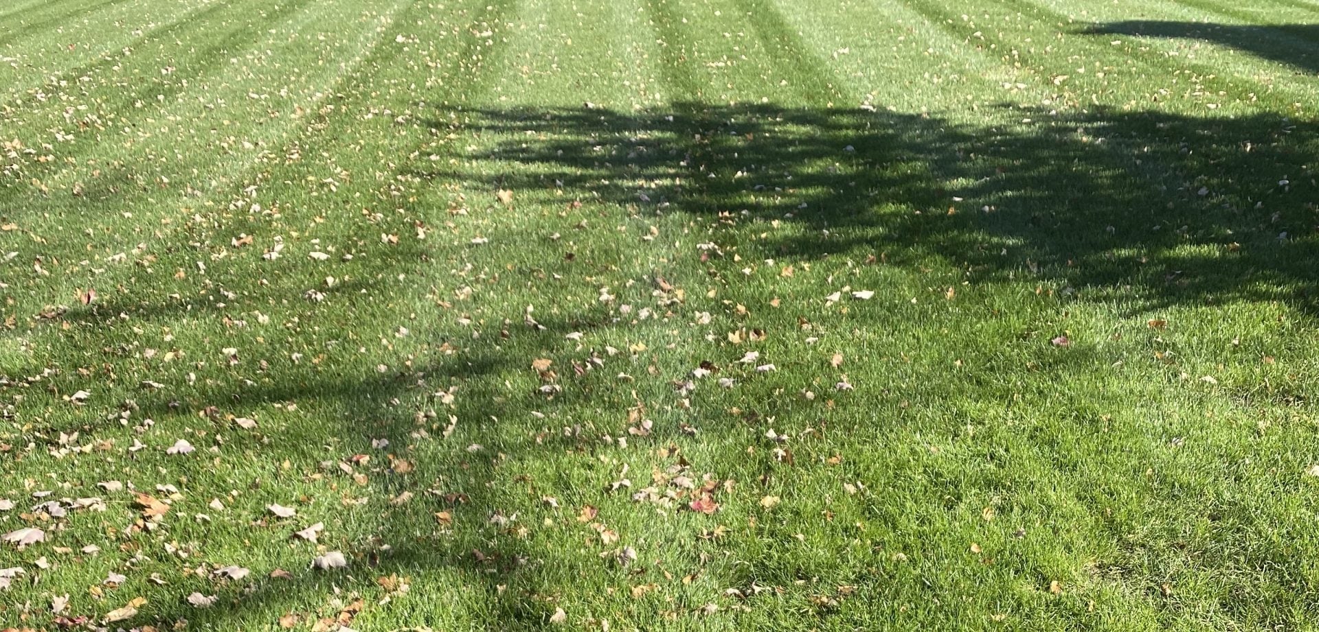 Jeff Brooks lawn