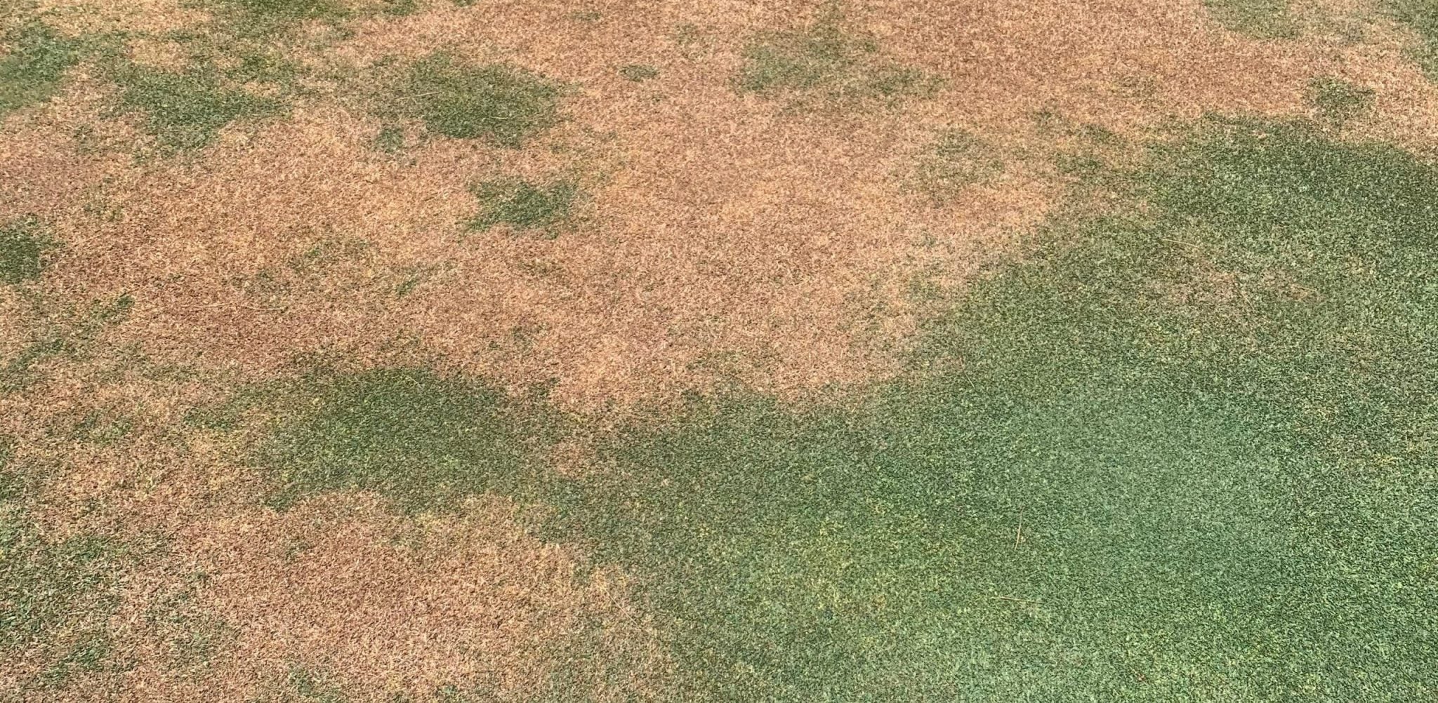 dead grass