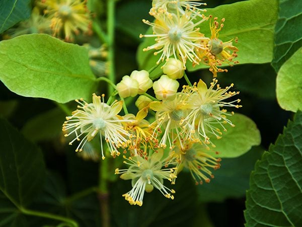 Fresh linden flowers on the tree