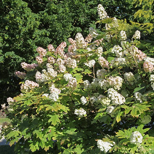 close up of oakleaf hydrangea