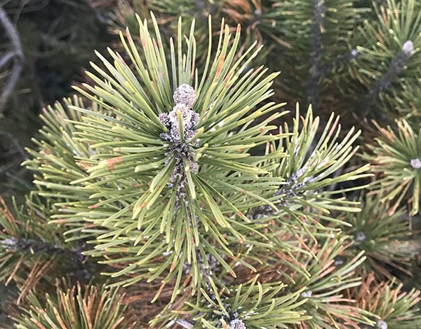 close up of a pine needle