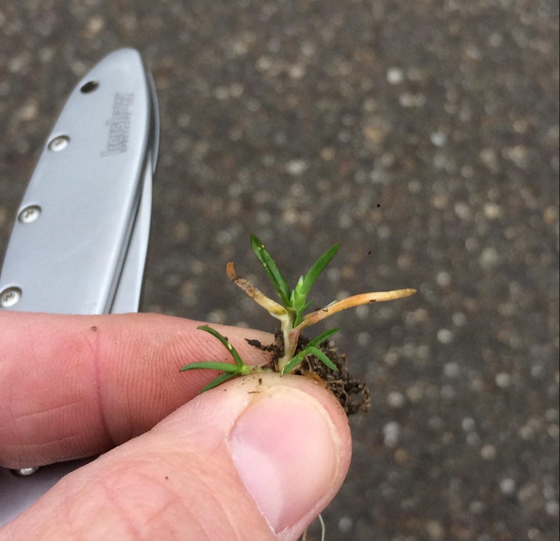 Poa annua seedling