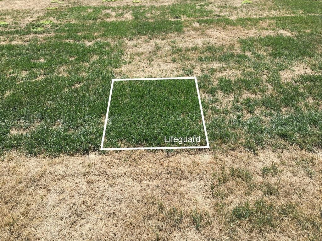 Tall Fescue Gray Leaf Spot Trial