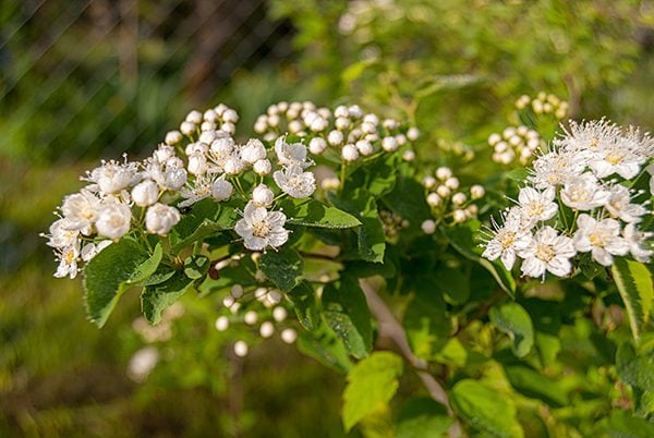 close up of vanhoutte spirea