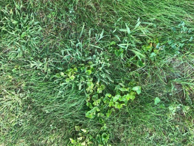 close up of violets in the grass