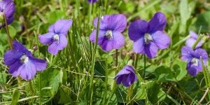 Wild Violet