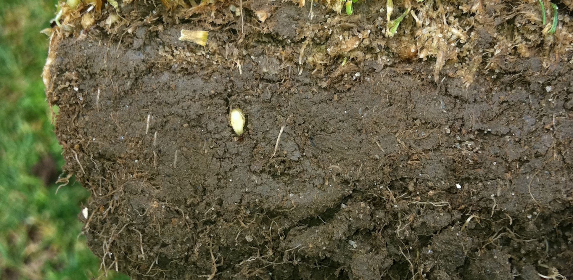 close-up of Annual Bluegrass Weevil