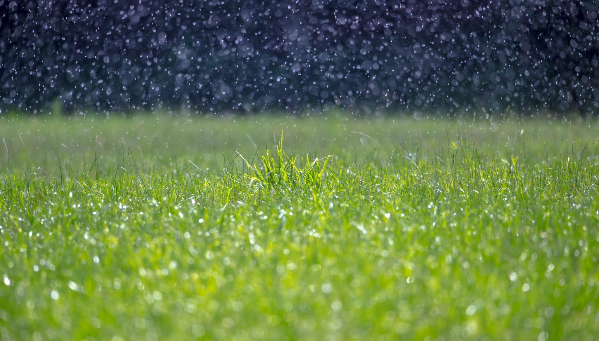 rain falling on grass